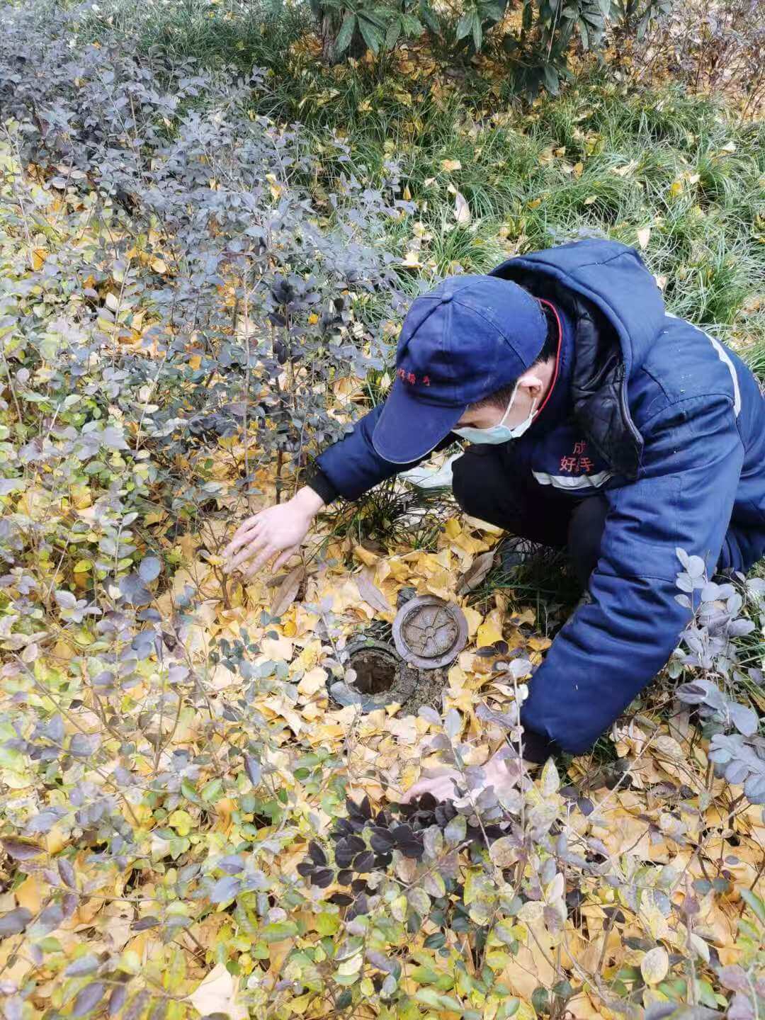 资阳安岳白蚁防治：新建房与老旧木结构及学校医院防控方案