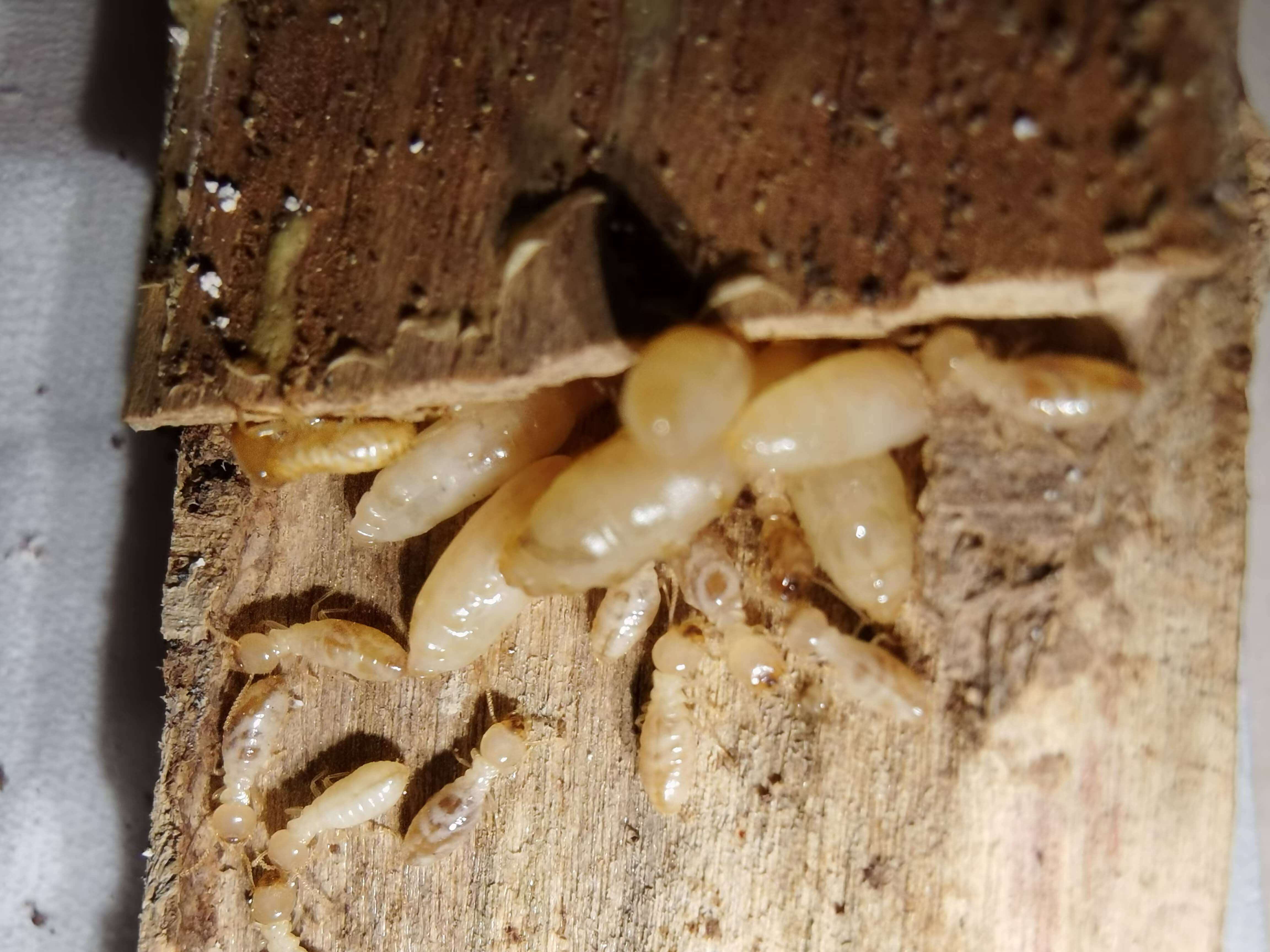 资阳雁江区白蚁防治中心｜企事业单位虫害控制与长期物业安全方案