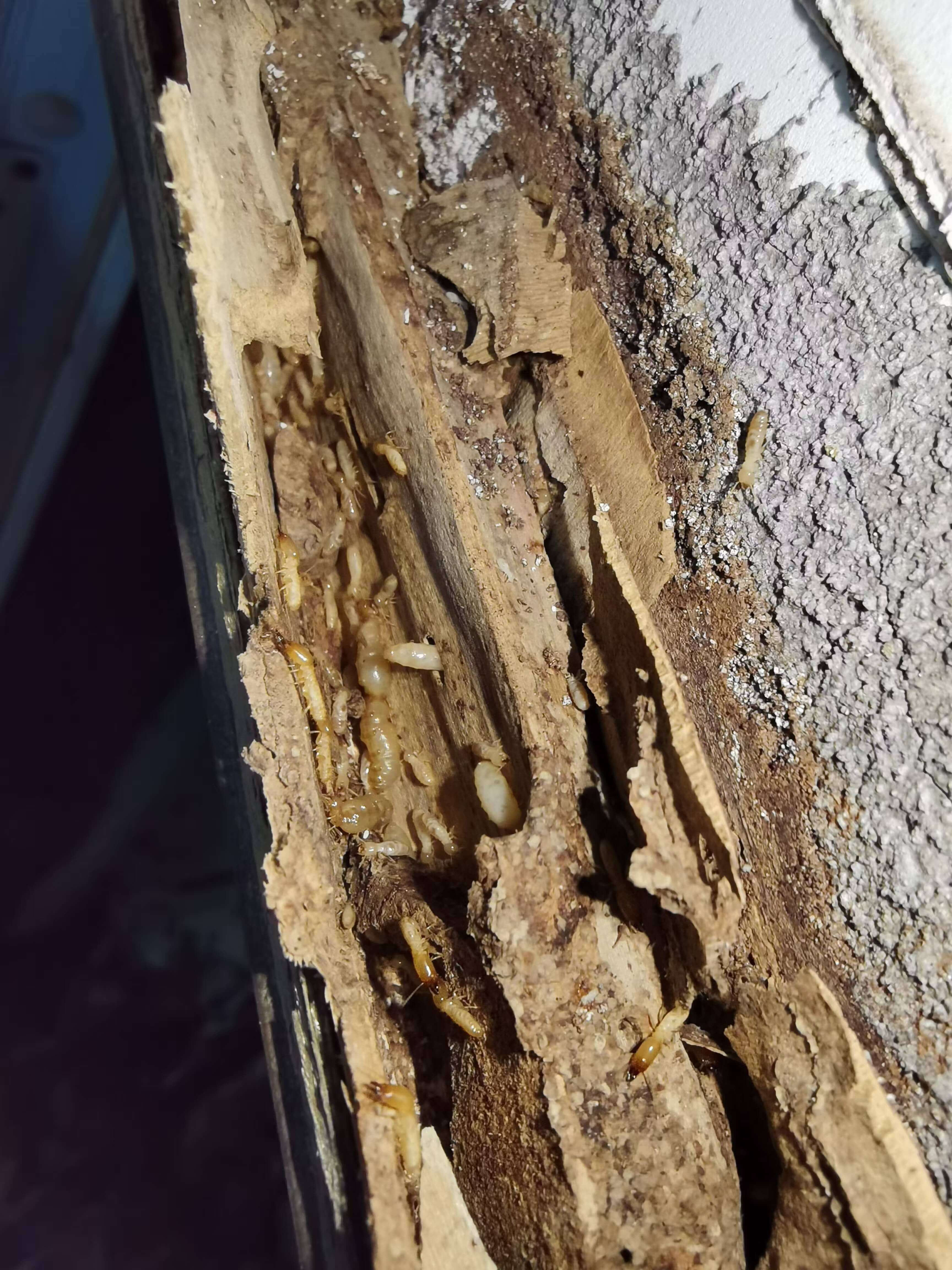 成华区白蚁防治哪家专业？成都白蚁防治公司钦竹环保专业除白蚁