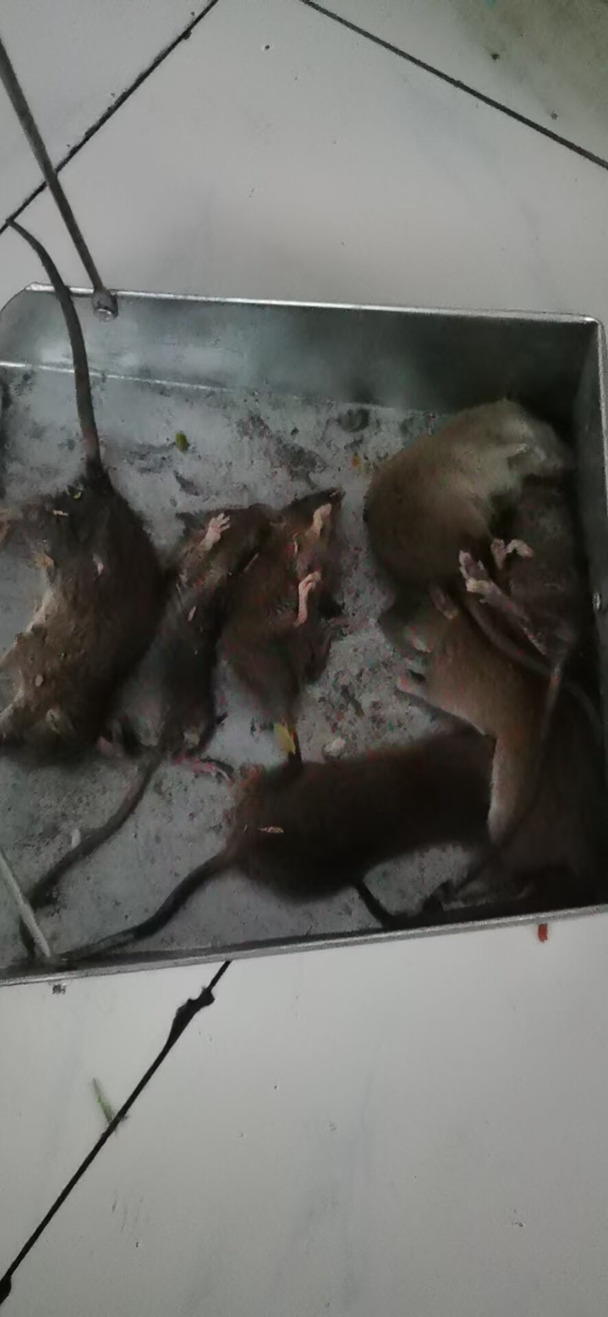 成都金牛区灭鼠除虫｜商铺酒店食堂专业上门服务