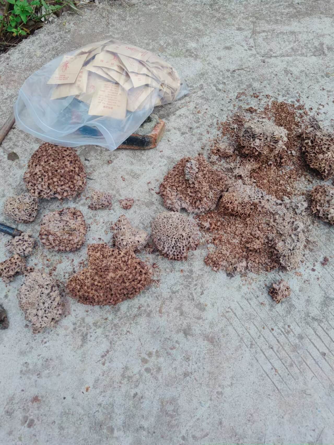成都锦江区白蚁防治｜专业上门灭蚁，商铺住宅通用